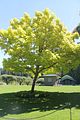 138 - Butchard Gardens  - IMG_1660